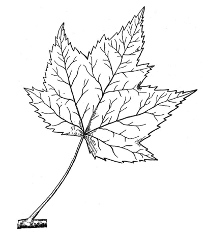 Red Maple Leaf Coloring Page